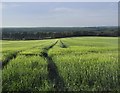 Green acres: countryside south of West Dean, early June