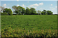 Trees near Bibbear Farm