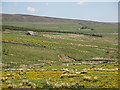 The valley of Wellhope Burn north of Whitestone House