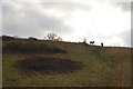 Two horses on a hillside