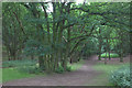 TL1749 : Greensands Way woodland by Robert Eva