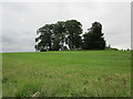 Trees on a mound off Lotherton Lane