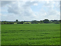 Wheat field north of Baconend Green