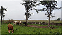 G3133 : Pasture fields near Quigabar by Mick Garratt