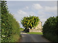 Laburnum tree and Castle Hill Cottage