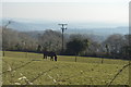 Horse in field