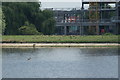 View of Canada geese grazing on the bank of the High Maynard Reservoir in the Walthamstow Wetlands