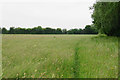 Footpath through long grass