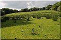 A field in Cwm Llwyd