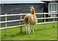 Shy llama in Courtney Road, Dunkirk