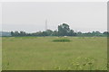 Long grass and grazing land