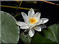 Lily - Bosherston Lily Ponds