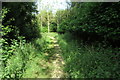 Path through the woods