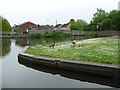 Canada geese and their goslings, at lock 3