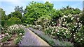 The rose walk at Dunsborough Park