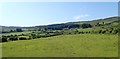 View across grazing land towards Clontigora Wood