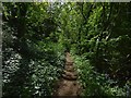 Path through the woods