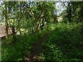 Path through the woods