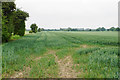 Wheat field near Elmstone Hardwicke