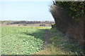 Footpath by brassicas