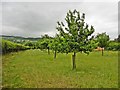 Orchard at Honeyhurst Farm