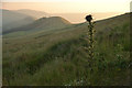 SK1585 : Thistle on Lose Hill, Derbyshire by Andrew Tryon