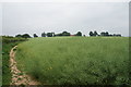 Hillside with oil seed rape