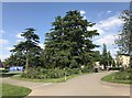 Trees by the car park at Trentham Gardens