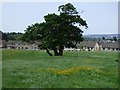 Pasture, Cockermouth