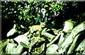 Fox Cub on Woodpile, nr Luckington, Wiltshire 1986