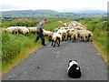C5447 : Farmer with sheep, Glackadrumann by Kenneth  Allen