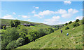 Grassy path in West Stonesdale