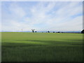 Green field at Kinnochtry