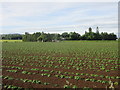 Potato field at Milton of Collace