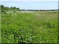 Field north of Bath Road