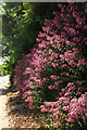 Red valerian, Browns Bridge Road