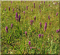 SX9066 : Southern Marsh orchids, Nightingale Park by Derek Harper