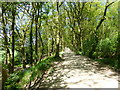 Track through Storeton Wood