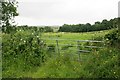 Sheep pasture beside Whin Loan