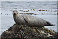 ND4893 : Common Seal (Phoca vitulina) on a Rock by Anne Burgess