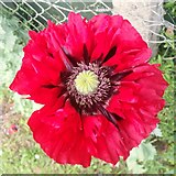SO5922 : Self-sown opium poppy by Jonathan Billinger