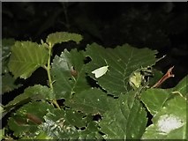 SP0762 : Green oak tortrix moth on Spernal Ash by David Howard
