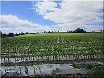 W4474 : Field of maize near Coachford by Jonathan Thacker