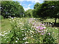 Wild flowers at Albany Park