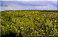 Sunflowers in field, nr Hawkesbury, Gloucestershire 2003