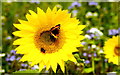 Butterfly on Sunflowers in field, nr Hawkesbury, Gloucestershire 2003