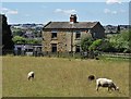 Old cottages and sheep - Nook Farm