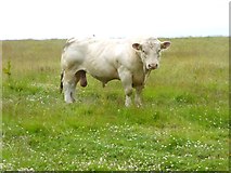 TA0196 : A very fine bull by Oliver Dixon
