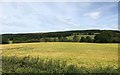 Field beside the old railway line