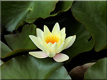 S5310 : Yellow Water Lily at Mount Congreve by David Dixon